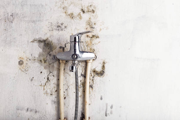 Best Home Mold Removal  in Burns, TN