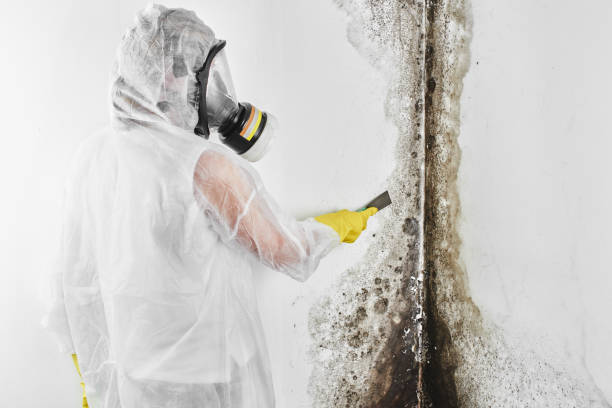Best Mold Removal and Inspection  in Burns, TN