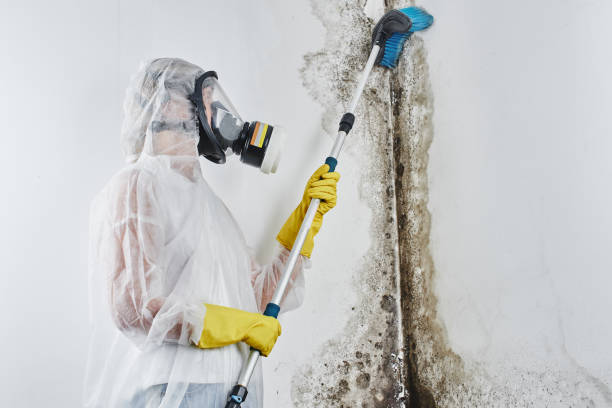Best Toxic Mold Removal  in Burns, TN
