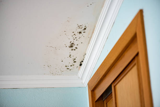 Best Same-Day Mold Removal  in Burns, TN