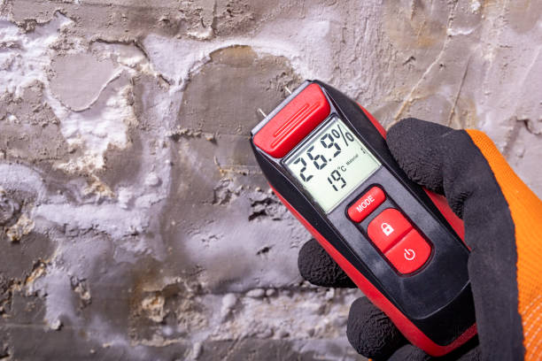 Best Mold Removal Company Near Me  in Burns, TN
