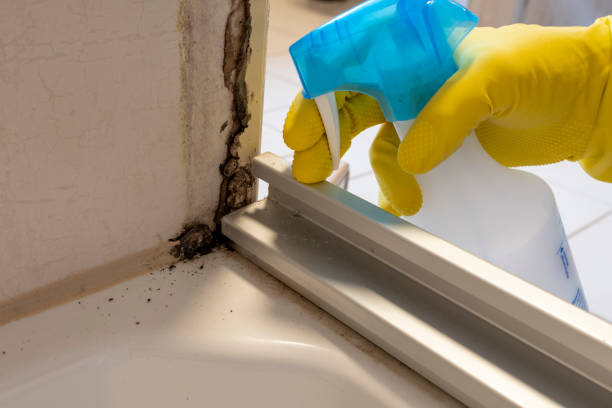 Mold Removal and Inspection in Burns, TN