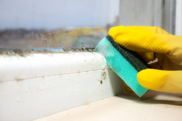 Crawl Space Mold Removal in Burns, TN