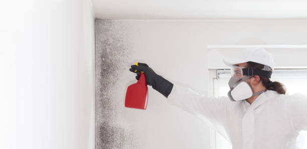 Best Attic Mold Removal  in Burns, TN