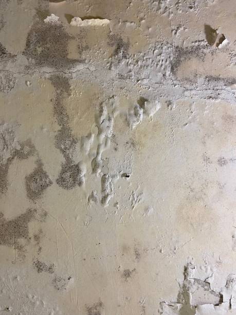 Best Crawl Space Mold Removal  in Burns, TN