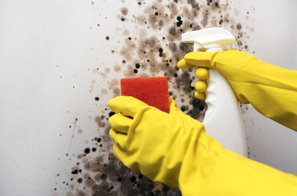 Best Commercial Mold Removal  in Burns, TN