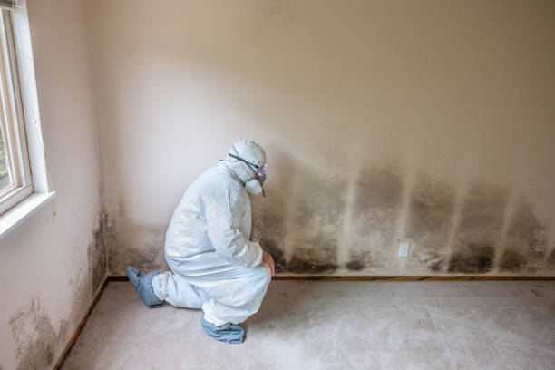 Best Professional Mold Removal  in Burns, TN