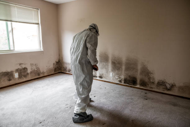 Best Mold Remediation  in Burns, TN