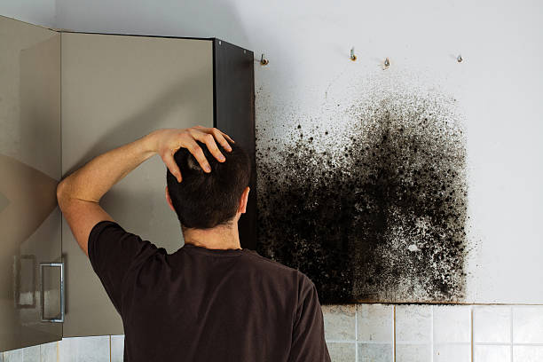 Best Mold Testing  in Burns, TN